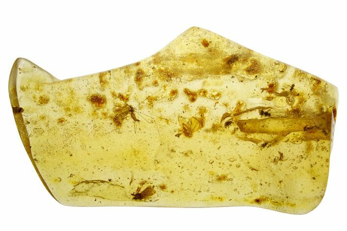 Polished Colombian Copal ( g) - Contains Insects! #355396